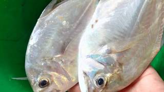 Talakitok Fish Catch Using Fly Lures Sabiki  Handline Fishing [upl. by Kalil]