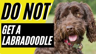 7 Reasons You SHOULD NOT Get a Labradoodle [upl. by Robinette]