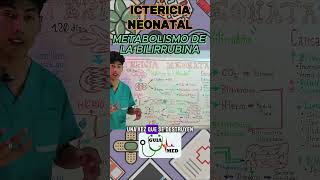 METABOLISMO DE LA BILIRRUBINA  GuiaMed pediatria medicina ictericia [upl. by Leoy372]