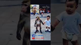 Adbhut is skating monkey and baby  monkey funny  Babu Funny  Cap cut voice short [upl. by Giuliana266]