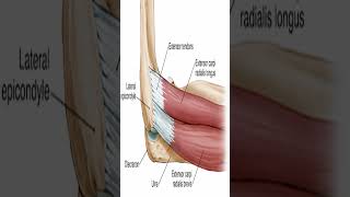 Anatomy Posterior Forearm Muscles shorts [upl. by Kcirdde]