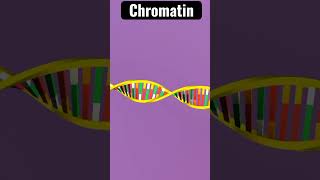 Chromatin Structure  Chromosome [upl. by Killarney]