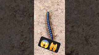 कीड़ा तेज दौड़ा 🙀🐛🪱 millipede millipedemarch millipedevscentipede millipedetoy millipedesong [upl. by Euqinimod]