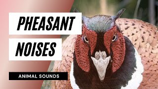 The animal Sounds How Pheasant Sounds  Sound Effect  Animation [upl. by Aicargatla908]