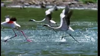 The Great Flamingo Escape  Massive Nature  BBC Earth [upl. by Enelegna]