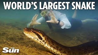 Worlds largest snake as thick as a car tyre filmed slithering across river floor by TV crew [upl. by Susanna599]