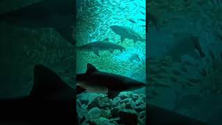 Scary Sharks😳sharks sealife monster scary dangerous viral trending foryou shorts sea [upl. by Holland]