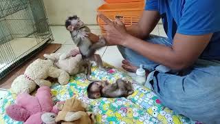 cute baby monkey Miko and Bimbim drink milk in the morning [upl. by Etta]