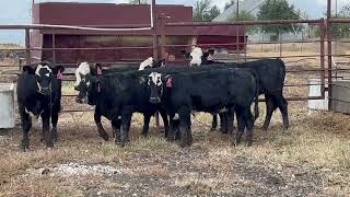 6 Head of Black and BWF Replacement Heifers 1030  Cattle for sale [upl. by Inar]