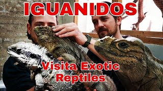 Visitando a Exotic Reptiles Expertos en iguanidos Y conociendo a Roky la Joya de la corona [upl. by Frangos716]