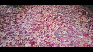 Tarrytown NY upclose  colorful autumn leaves October 29 2024 [upl. by Franklyn168]