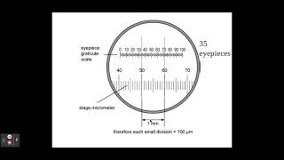 211 Cell structure b The use of an eyepiece graticule and stage micrometer [upl. by Sebastian]