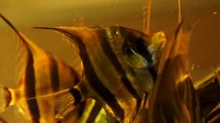 Pterophyllum altum Atabapo wild [upl. by Tchao]