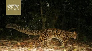 Rare Asian golden cats spotted in western China [upl. by Hoisch367]