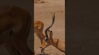 You Always Need To Move Forward antelopes goats youtubeshorts cuteanimals [upl. by Walworth857]