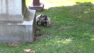 Rare Daytime Opossum Sighting Carrying Babies [upl. by Nesline]