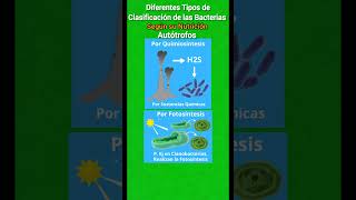 Diferentes Tipos de Clasificación de las Bacterias biología bacterias [upl. by Delanie734]