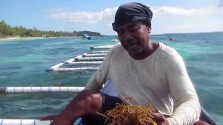 RUMAH INOVASI BUDI DAYA RUMPUT LAUT SEAWEED CULTIVATION IN INDONESIA [upl. by Yesllek]