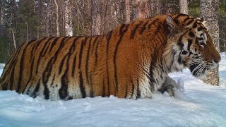 Collection of beautiful scenes of Siberian tigers running and hunting in snow mountain forest [upl. by Houghton]