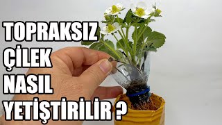 Topraksız Tarım çilek Evde Toprak Kullanmadan Çilek Nasıl Yetiştirilir [upl. by Harald]