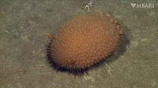 These sensational sea slugs bring some pizzazz to the deep sea [upl. by Ronyam]