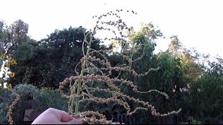 Self Seeding Volunteer Annual amp Biennial Plants Swiss Chard [upl. by Lladnarc162]