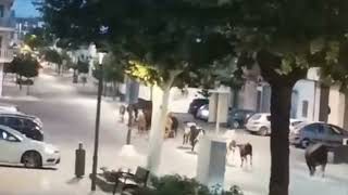 Una veintena de vacas trashumantes por las calles de Torreperogil 160624 [upl. by Dulcea639]