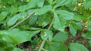 Tupelo bladdergall mite [upl. by Lenuahs741]