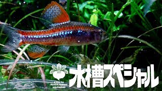 水草水槽の奥地に幻の小型熱帯魚は実在した！（水曜ｽﾍﾟｼｬﾙ ｱｸｱﾘｳﾑ 熱帯魚） [upl. by Mharba]