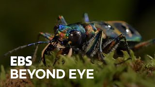 MacroFilming A Tiger Beetle in 360° View [upl. by Domel]