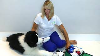 Injured Paw Bandaging  First Aid for Pets [upl. by Enerak39]