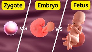 Zygote Embryo Fetus  How Gestational Age is Measured [upl. by Iveksarap]