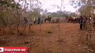 Toada vaqueiros Gil cachinbero e pavão [upl. by Semmes]