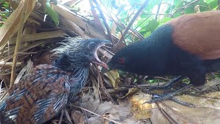 Review Greater Mom Coucal Bird brings food to feed her babies in their nest P52 birdslover birds [upl. by Allerim]