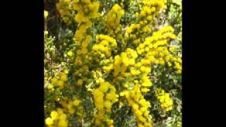 Shirley Jacobs The Wattle [upl. by Aicil]