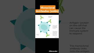 Monoclonal Antibodies mAbs [upl. by Amuh601]