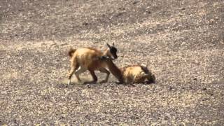 Pelea de guanacos en el Parque Nacional Nevado Tres Cruces [upl. by Singhal]