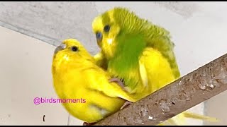 Jasperine and Verde the budgie mating game [upl. by Nayb780]