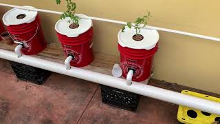 How I Built My DWC System  Recirculating Deep Water Culture  Hydroponic Peppers amp Tomatoes EASY [upl. by Okire834]