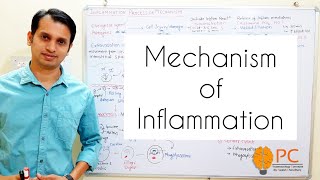 Inflammation Part 2 Mechanism of inflammation  Vascular and Cellular Events of Inflammation [upl. by Tobe]