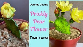 Prickly Pear Opuntia Cactus Flower TimeLapse [upl. by Okihsoy]