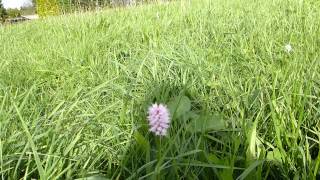 EATABLE PLANT  POLYGONUM BISTORTA [upl. by Harak274]