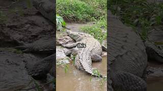 The Largest Crocodile Ever Caught – You Won’t Believe Its Size [upl. by Gothurd]