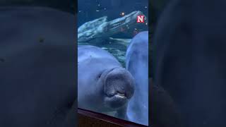 Silly Manatee Squishes Face Against Aquarium Glass In Hilarious Scene [upl. by Kinsler928]