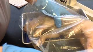 1  Pig Dissection Intro amp External Anatomy [upl. by January]