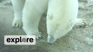 Polar Bear breaks the ice looking for food [upl. by Anaimad]