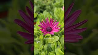 Osteospermum Flowers Mix Colour in my terrace garden shorts gardening flowers [upl. by Assiluj]