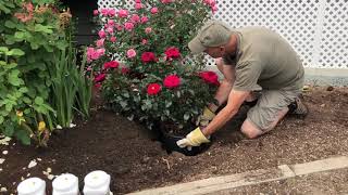 Summer Planting a Rose Bush [upl. by Nnylak878]