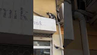 The Cat Almost Felll While Climbing 😂catshorts funnycats [upl. by Malloy]