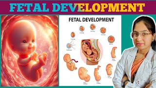 Fetal development week by week  Stages of Pregnancy  embryofetal growth step by step explanation [upl. by Boland]